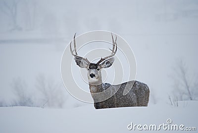 Mule Deer Buck Stock Photo