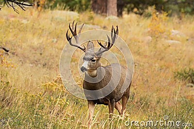 Mule Deer Buck Deer standing in tall grass during hunting season Stock Photo