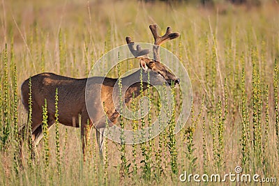 Mule Deer Buck eating a plant Stock Photo