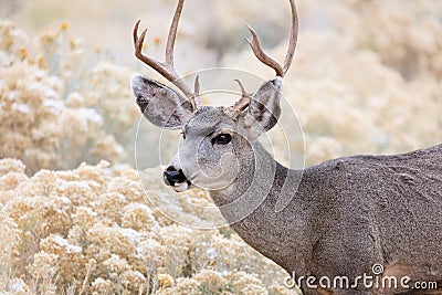 Mule deer buck in Grand Canyon National Park, Arizona Stock Photo