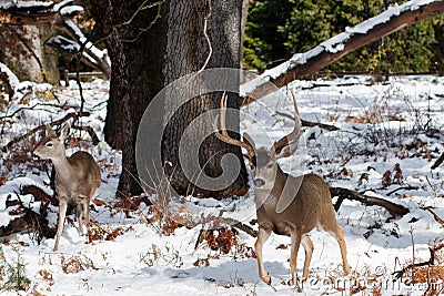 Mule deer buck with large antlers in snow Stock Photo