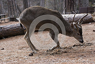 Mule Deer Buck laying Stock Photo