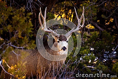 Mule deer buck in Mesa Verde National Park Stock Photo