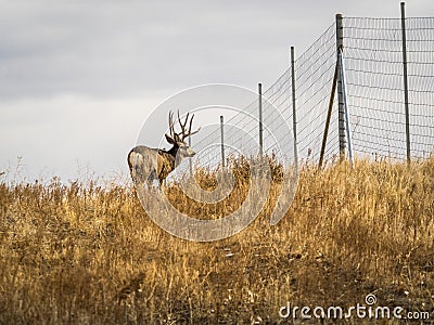 Mule Deer Buck in Profile Stock Photo