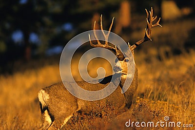 Mule Deer Buck in Rut Stock Photo