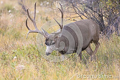 Mule deer buck on trail of hot doe Stock Photo