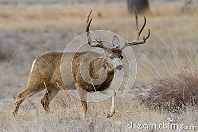Colorado Wildlife. Wild Deer on the High Plains of Colorado. Mule deer buck on the move Stock Photo