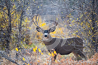 Mule deer buck in the woods Stock Photo