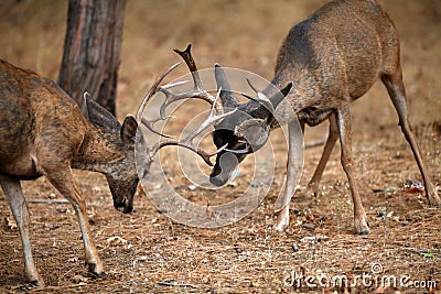 Mule deer bucks sparring with antlers locked (Odocoileus hemionus), California, Yosemite National Park, Taken 09/2013 Stock Photo