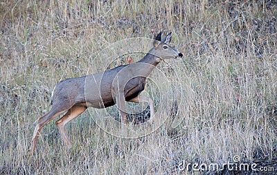 Mule deer climbing up a hill Stock Photo