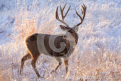 Mule Deer in Colorado Stock Photo