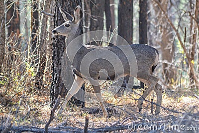Female mule deer walking through the forest Stock Photo