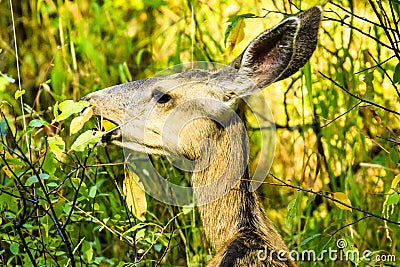 Mule Deer Eating Leaves Yellowstone Stock Photo