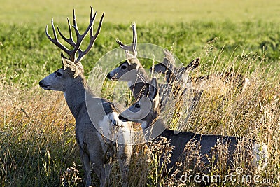 Mule deer family Stock Photo