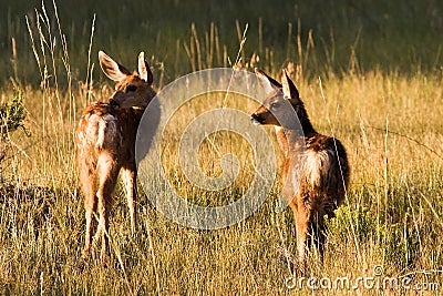 Mule Deer Fawns Stock Photo
