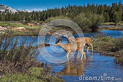 Mule deer herd at Tuolumne Meadows, Yosemite Stock Photo