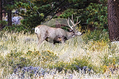 Mule Deer Stock Photo