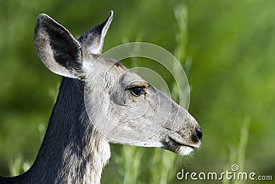 Mule Deer, Odocoileus hemionus Stock Photo