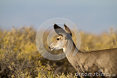 Mule Deer, Odocoileus hemionus Stock Photo