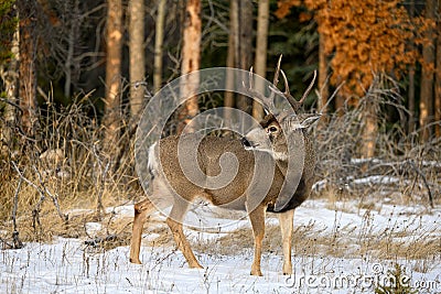 Mule deer Odocoileus hemionus buck walking in snowy forest Stock Photo