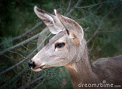 Mule Deer Profile of Head Stock Photo