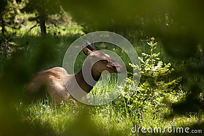 Mule Deer Rests in Yellowstone Stock Photo