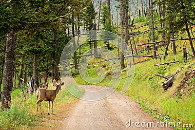 Mule Deer on Road Stock Photo