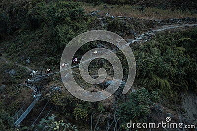 Mule donkey caravan transportation walking up stairs Stock Photo