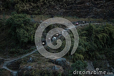 Mule donkey caravan transportation walking up stairs Stock Photo