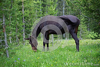 Mule grazing amongst wildflowers after packing equipment into the mountains Stock Photo