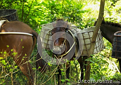 The mule has a basket on the backThe master called you to work Stock Photo