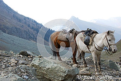 Mule at Himalaya background Stock Photo