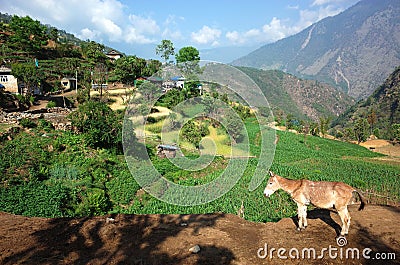 Mule in Himalaya mountains Nepal Stock Photo