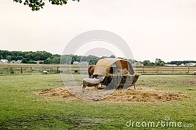 A mule and horse share bailed hay in a pasture. 2 Editorial Stock Photo