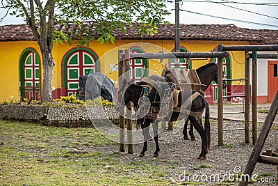 A mule and a horse tied in small town in Colombia in Andes Antioquia Stock Photo