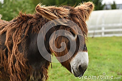 Mule portrait Stock Photo