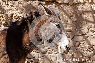 Mule portrait in Moroccan village Stock Photo