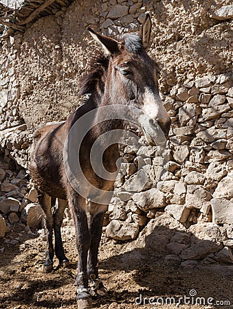 Mule portrait in Moroccan village Stock Photo