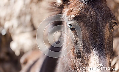 Mule potrait in Moroccan village Stock Photo