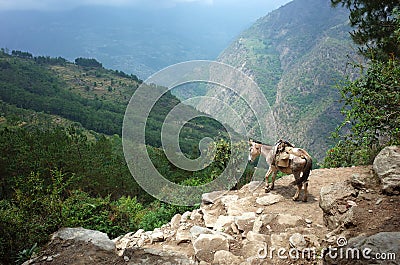 Mule on trail in Himalaya mountains Stock Photo