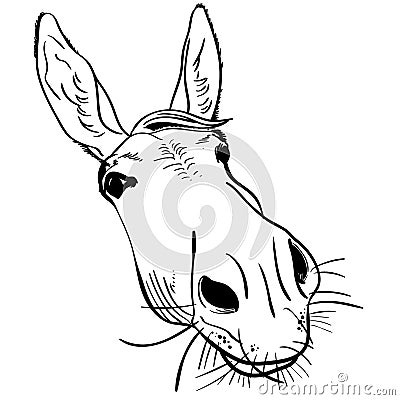 Mule vector eps illustration by crafteroks Vector Illustration