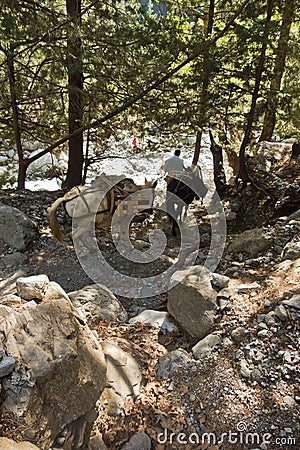 Mules carrying a huge load on a mountain path through pine forest at Samaria gorge, south west part of Crete island Editorial Stock Photo