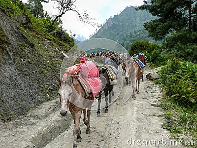 Mules carrying load from Bagarchhap village - Nepal Editorial Stock Photo