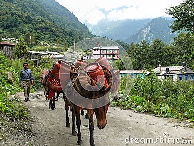 Mules carrying load from Bagarchhap village - Nepal Editorial Stock Photo