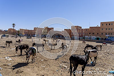Mules Are Corralled In The Town Of Rissani, Morocco, Africa Stock Photo