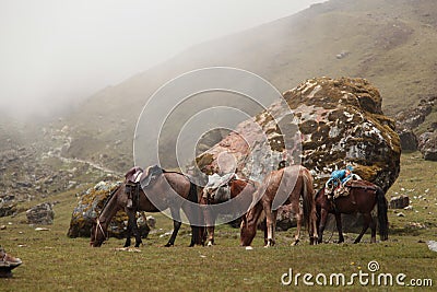 Mules on Salkantay Mountain trek Stock Photo