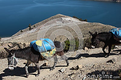 Mules walking Stock Photo