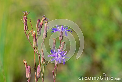 Mulgedium tataricum Stock Photo