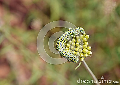 Mullein moth caterpillar , Cucullia verbasci larvae Stock Photo