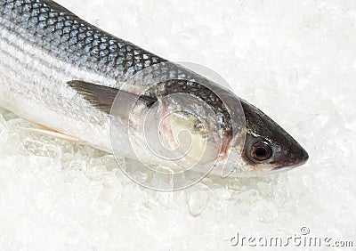 Mullet, chelon labrosus, Fresh Fish on Ice Stock Photo